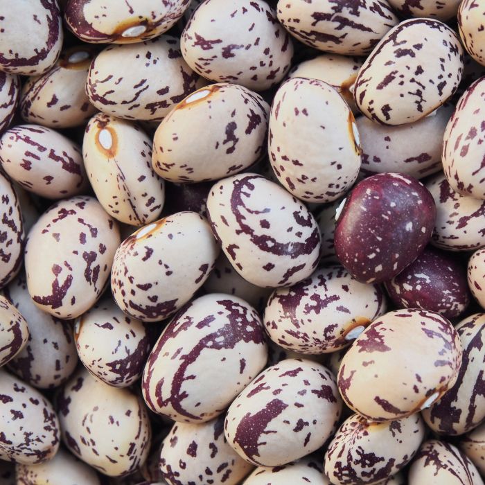 Fagiolo Nano Borlotto Lingua di Fuoco Biologico | ‎ Bestprato by Hortus