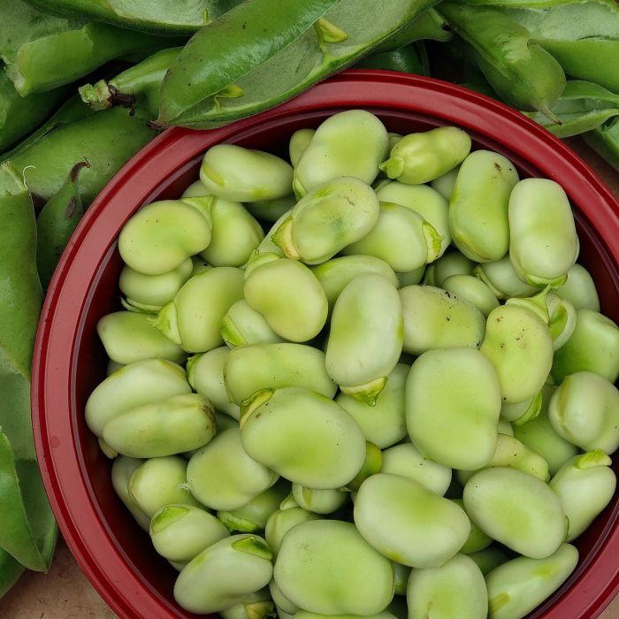 Fava Aguadulce Supersimonia | ‎ Bestprato by Hortus