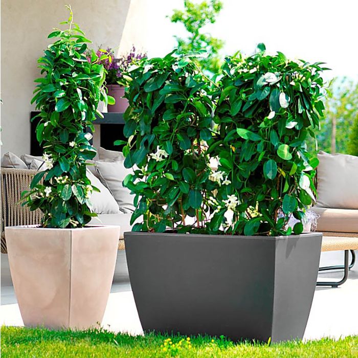 Vaso Cassa Veneto Teraplast