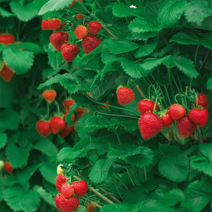 Fragole Rampicanti | ‎ Bestprato by Hortu