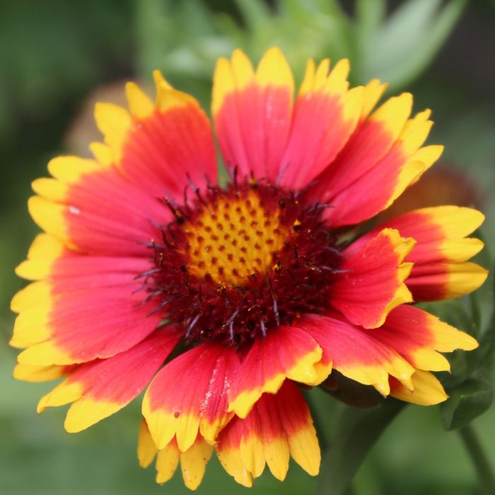 Gaillardia | Bestprato by Hortus 