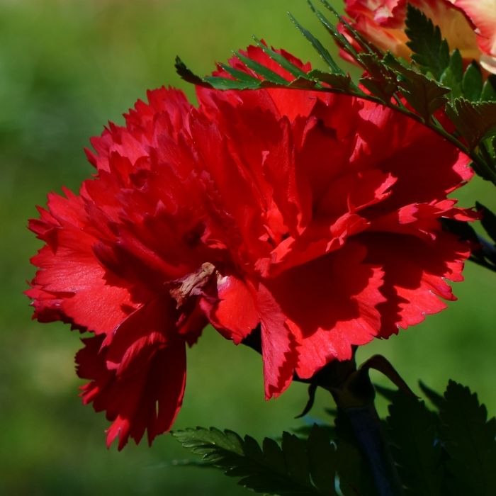 Semi di Garofano Chabaud Doppio Rosso (Dianthus caryophyllus)