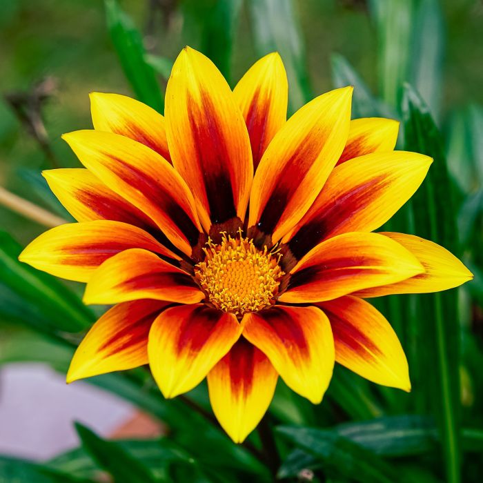 Gazania | Bestprato by Hortus