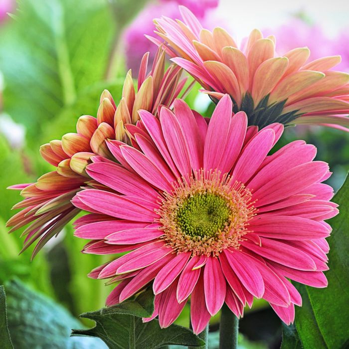 Gerbera | Bestprato by Hortus