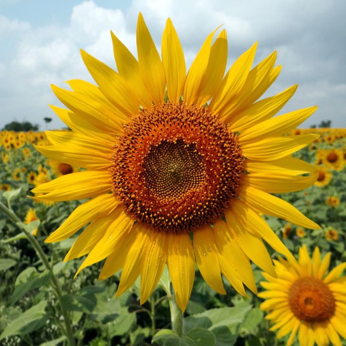Semi di Girasole Gigante (Helianthus annuus)