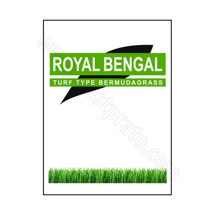 Bermudagrass Royal Bengal