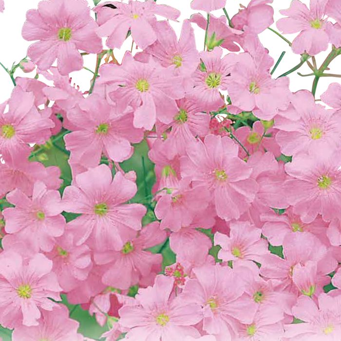 Gypsophila Rosa | ‎Bestprato by Hortus