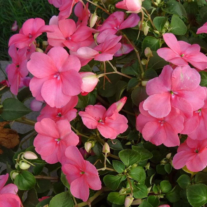 Impantiens o Fiori di Vetro | ‎ Bestprato by Hortus