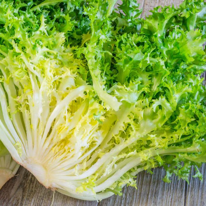 Indivia Riccia Pancalieri a Costa Bianca | ‎ Bestprato by Hortus