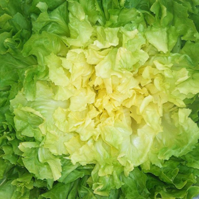 Indivia Scarola Bionda a Cuore Pieno | ‎ Bestprato by Hortus