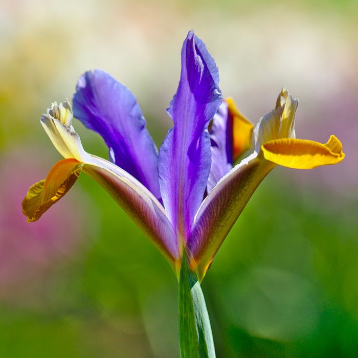 Bulbi di Iris Frans Halls