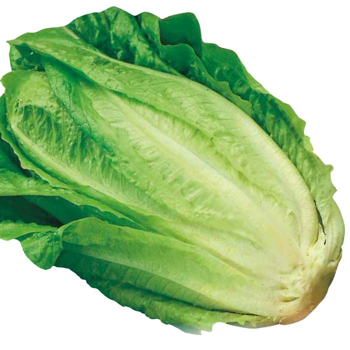 Lattuga Bionda degli Ortolani | ‎ Bestprato by Hortus