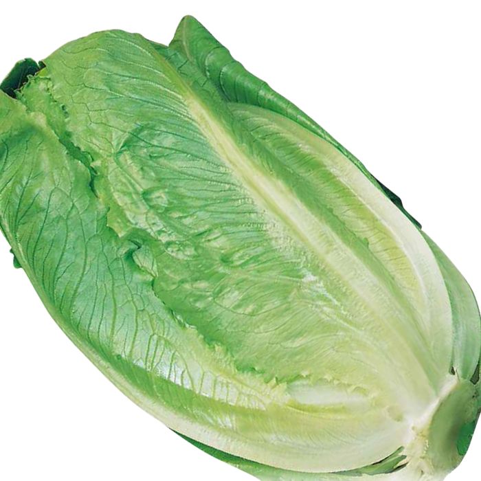 Lattuga Bionda Lenta a Montare 2 | ‎ Bestprato by Hortus