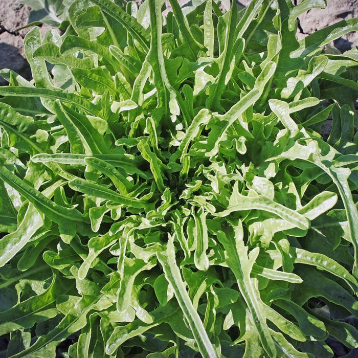 Lattuga Catalogna | ‎ Bestprato by Hortus