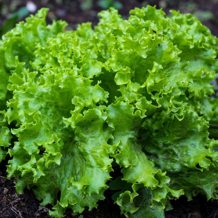 Lattuga Lollo Verde | ‎ Bestprato by Hortus