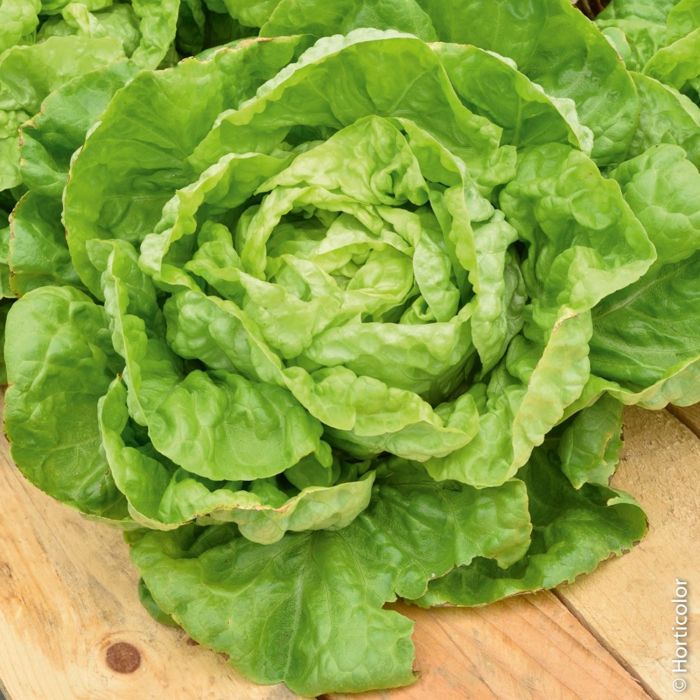 Lattuga Meraviglia d'Inverno | ‎ Bestprato by Hortus