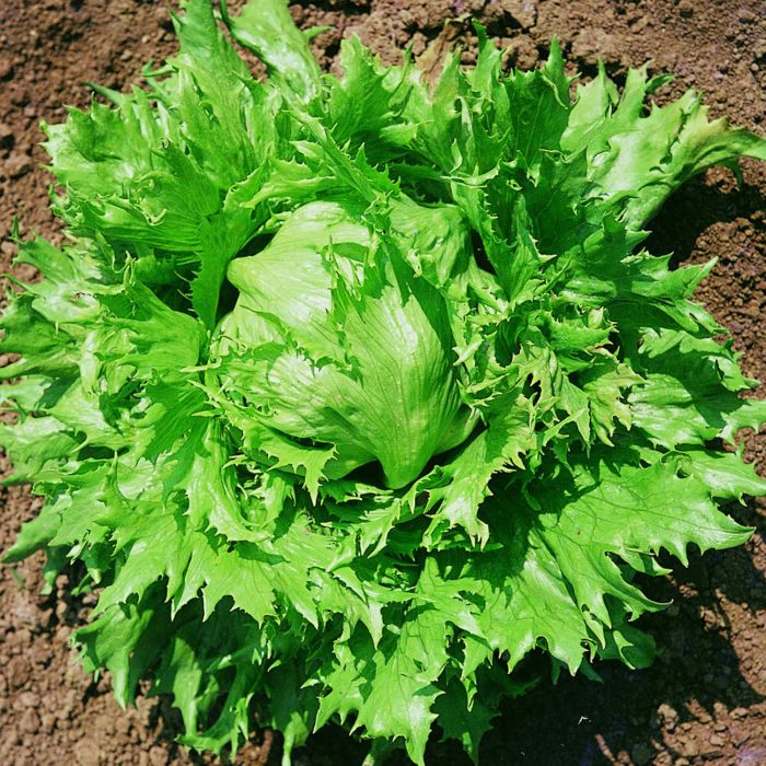 Lattuga Regina dei Ghiacci | ‎ Bestprato by Hortus
