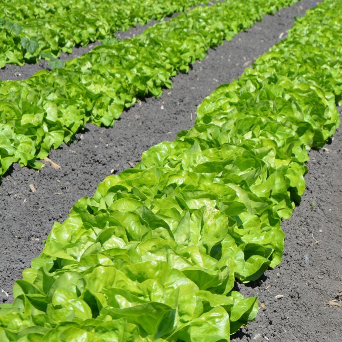 Lattuga Regina di Maggio Biologica | ‎ Bestprato by Hortus