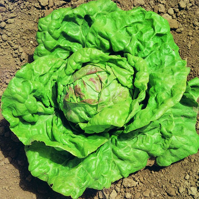 Lattuga Regina di Maggio | ‎ Bestprato by Hortus