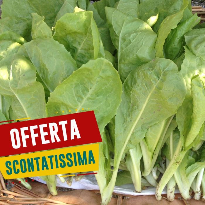 Lattuga da Taglio Riccia a Foglia di Quercia Biologica | ‎ Bestprato by Hortus