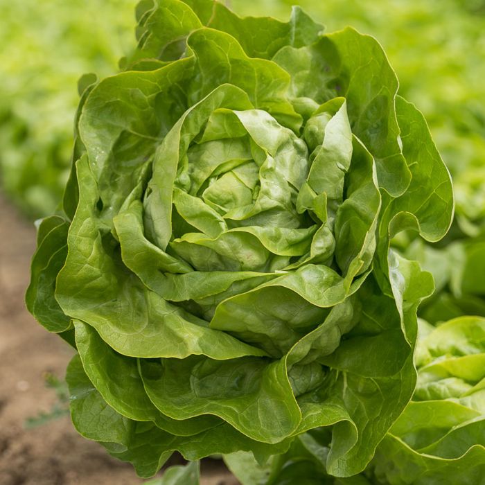 Lattuga Trocadero | ‎ Bestprato by Hortus