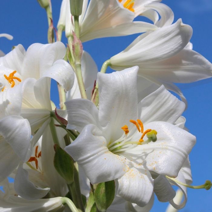 Bulbi di Giglio Candidum