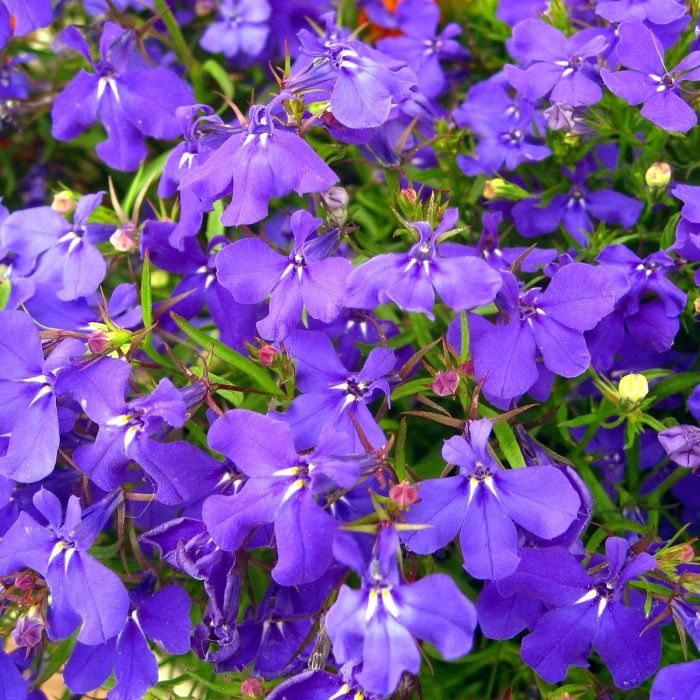 Semi di Lobelia Nana Compatta (Lobelia erinus)