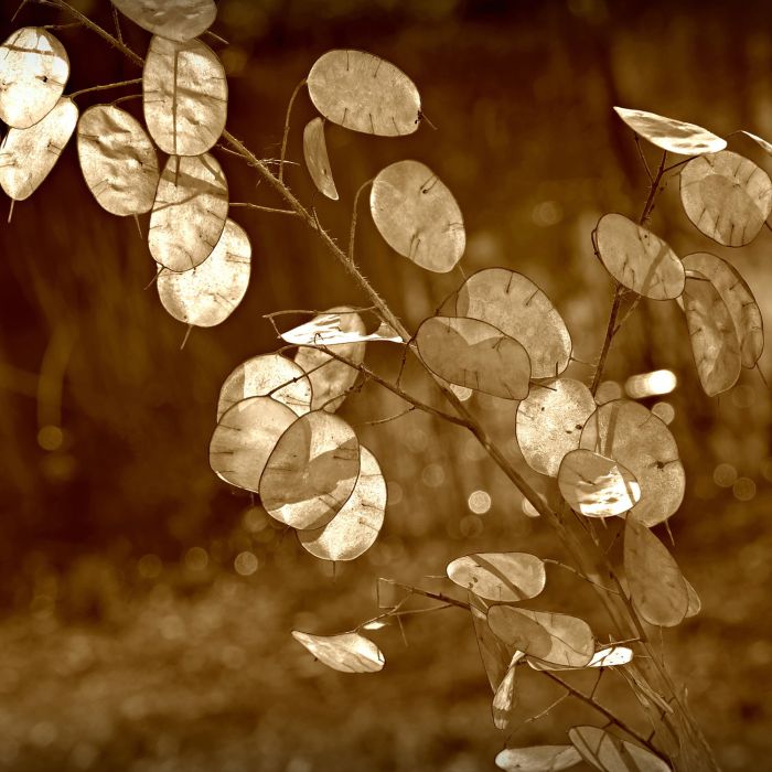 Lunaria o Moneta del Papa | Bestprato by Hortus