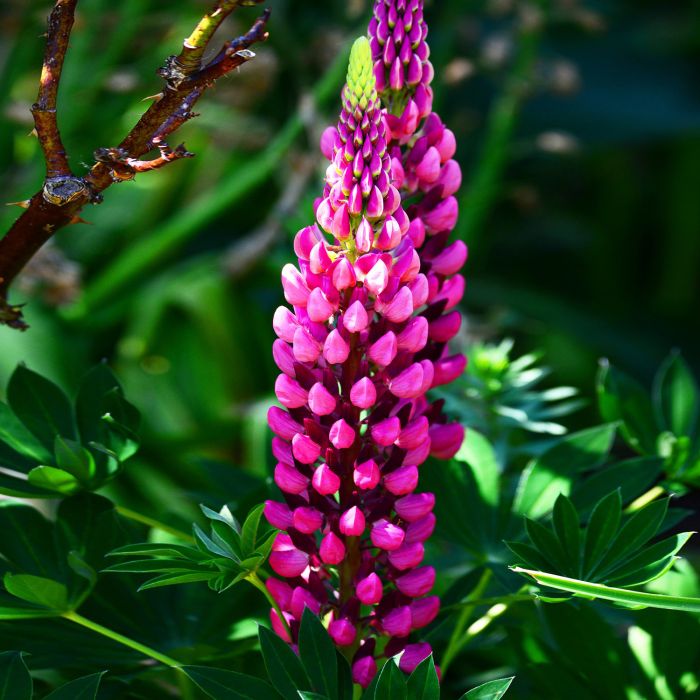 Semi di Lupino Perenne (Lupinus polyphyllus)