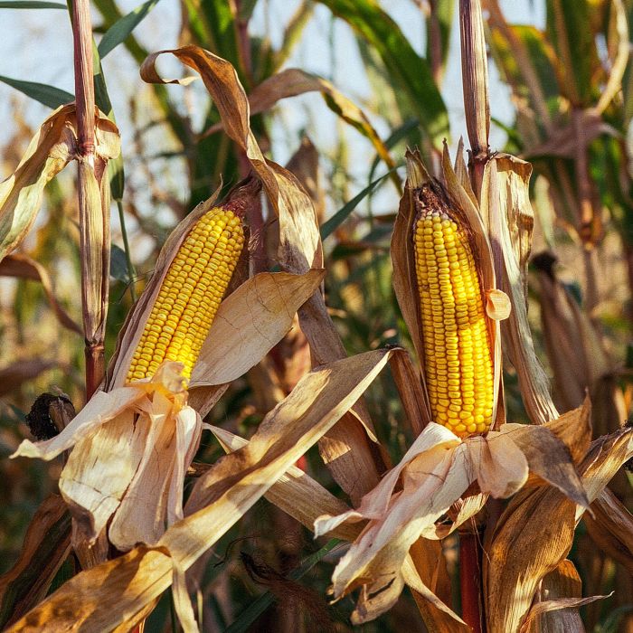 Mais Dolce Golden Bantam | ‎ Bestprato by Hortus