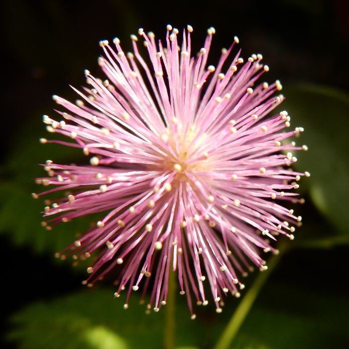 Semi di Mimosa Pudica Sensitiva (Mimosa pudica)