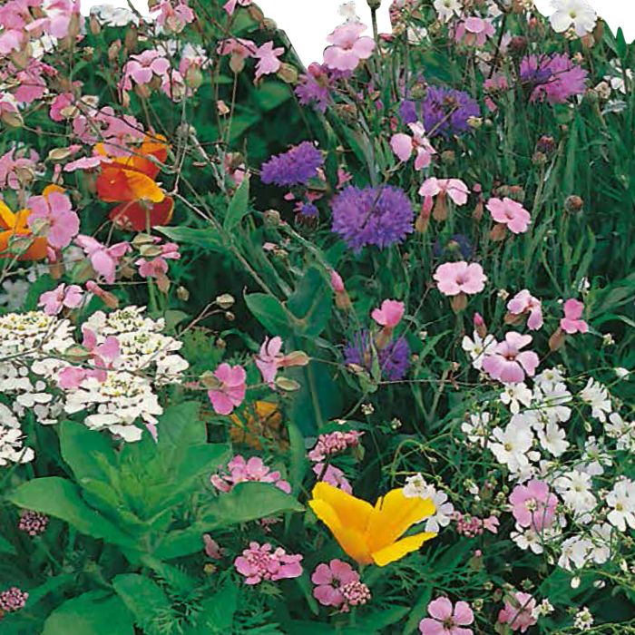 Semi di Miscuglio Fiorito Prato Giapponese (Flower mix)