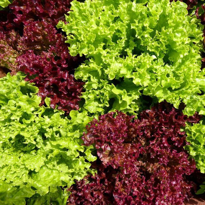 Misticanza di Lattughe | ‎ Bestprato by Hortus