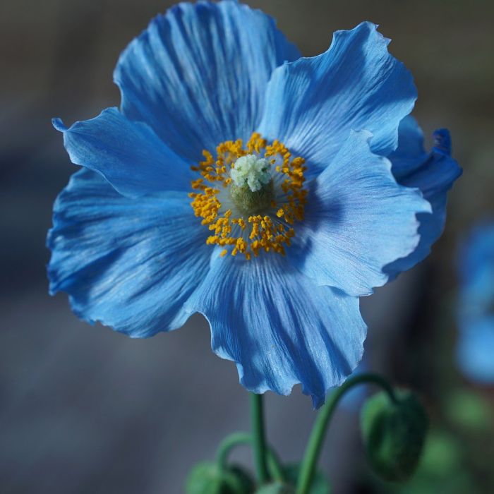 Semi di Papavero da Campo (Papaver rhoeas)