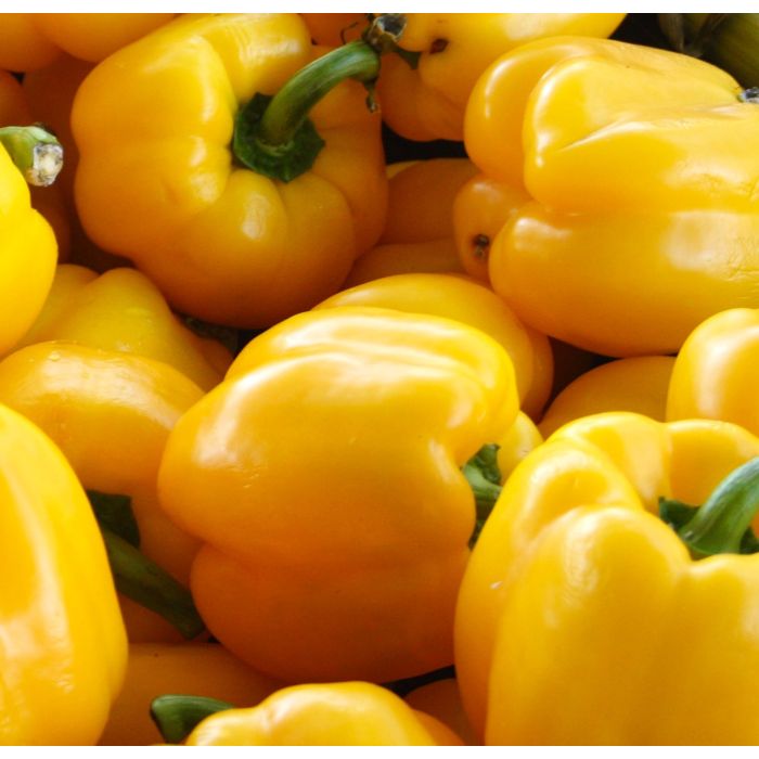 Peperone Quadrato d'Asti Giallo