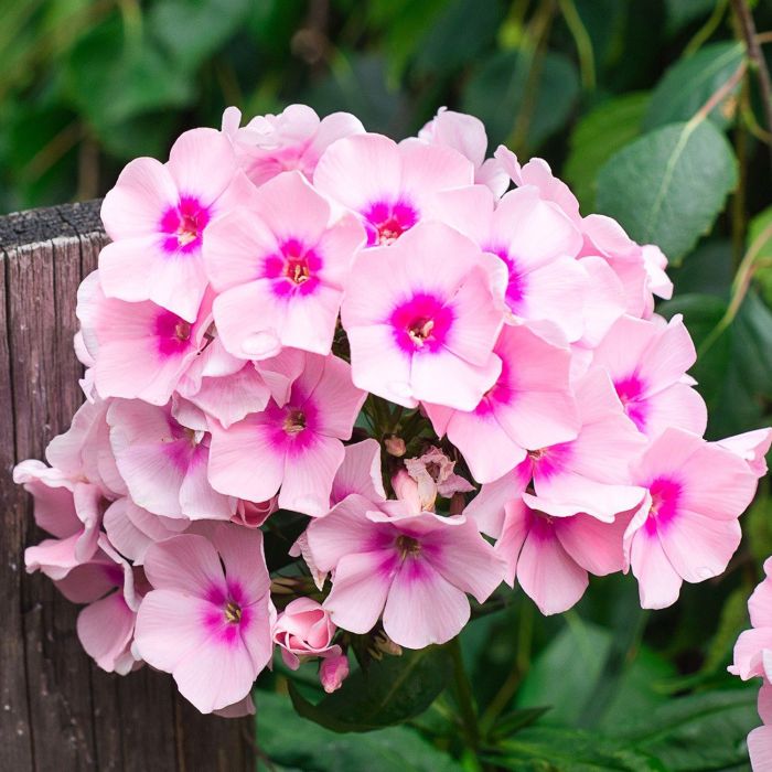 Phlox | Bestprato by Hortus