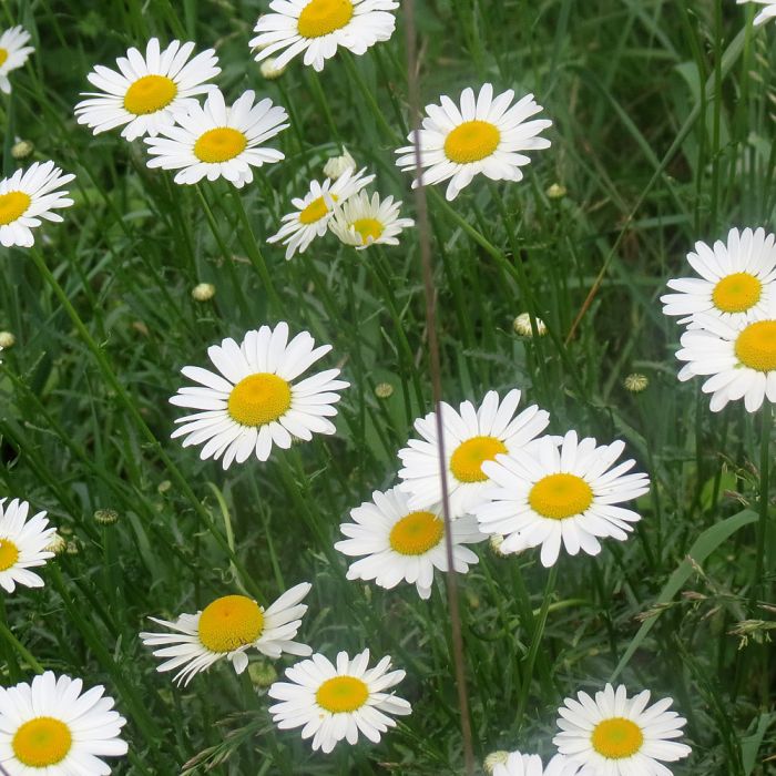 Semi prato di margherite Bestprato