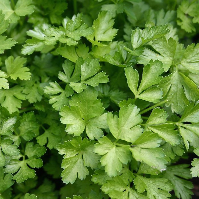 Prezzemolo Gigante d'Italia | ‎ Bestprato by Hortus