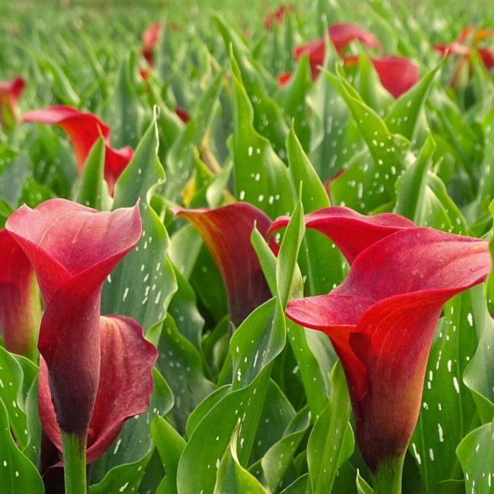 Bulbi di Calla Majestic Red