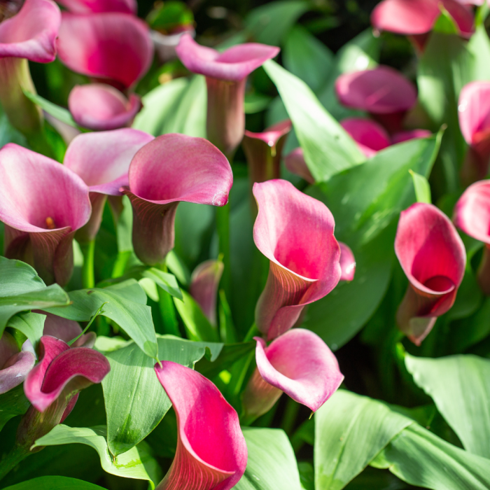 Bulbi di Calla Rehmannii