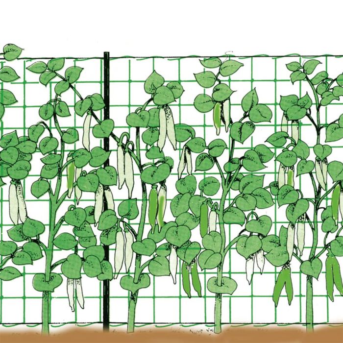 Rete per Rampicanti Orto - Stocker