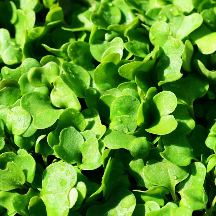 Rucola Coltivata | ‎ Bestprato by Hortus