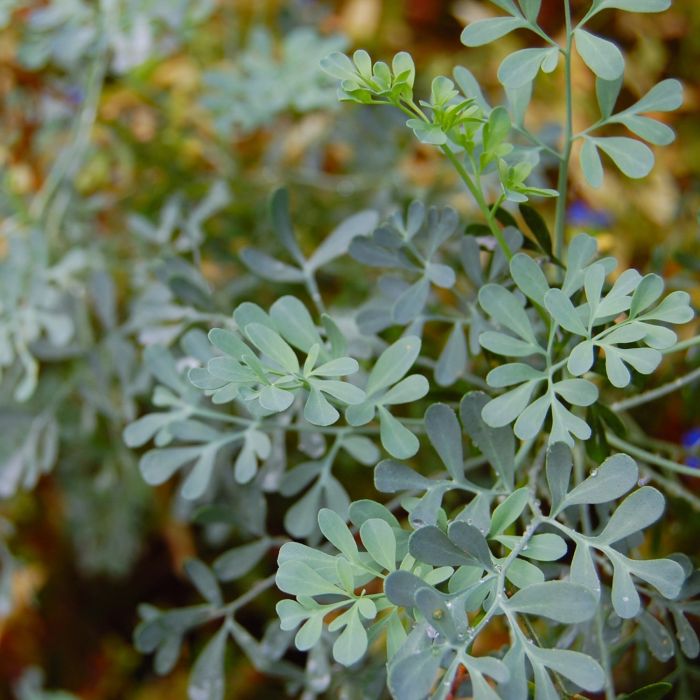 Ruta | ‎ Bestprato by Hortus