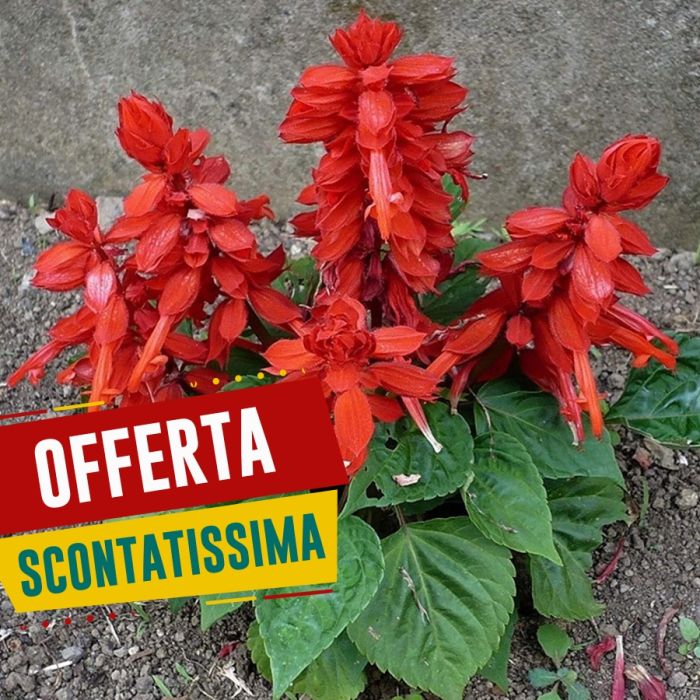 Salvia Splendens Nana | ‎ Bestprato by Hortus