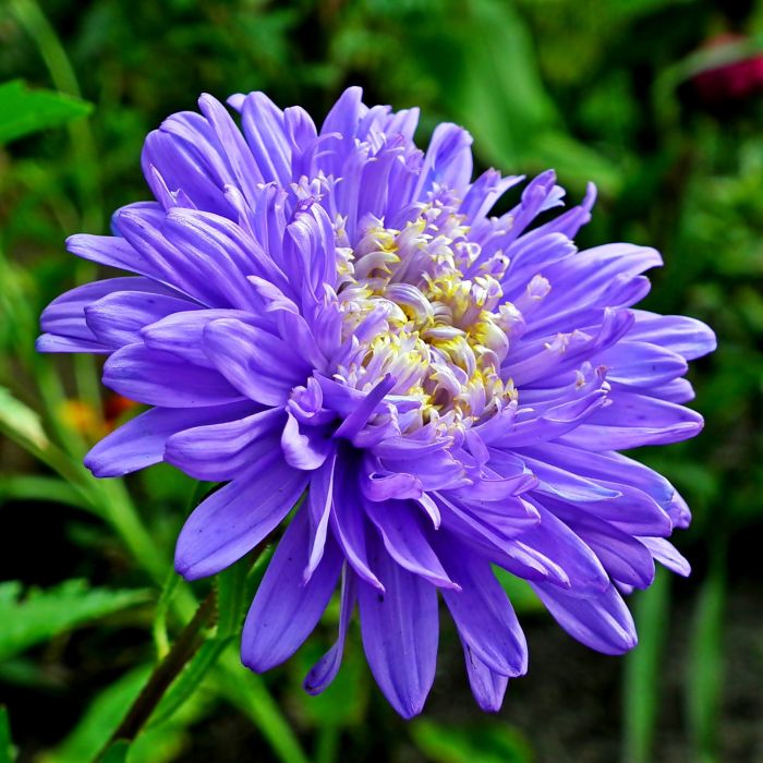 Semi di Astro Nano (Callistephus chinensis)