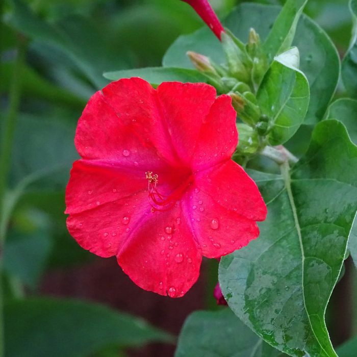 Semi di Bella di Notte (Mirabilis jalapa)