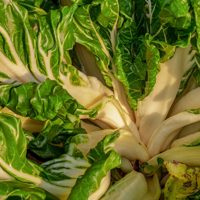 Bietola da Coste Verde a Costa Lunga Argentata 2 | ‎ Bestprato by Hortus