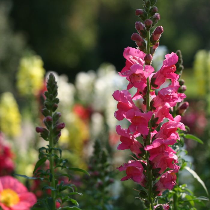 Semi di  Bocca di Leone Nana (Anthirrhinum majus)