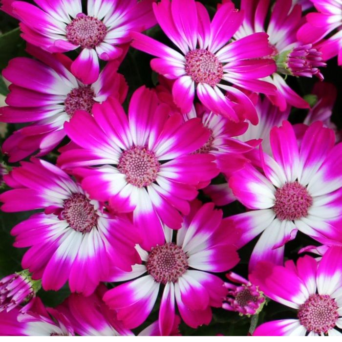 Semi di Cineraria Hibrida Grandiflora in Mix (Senecio cruentus)
