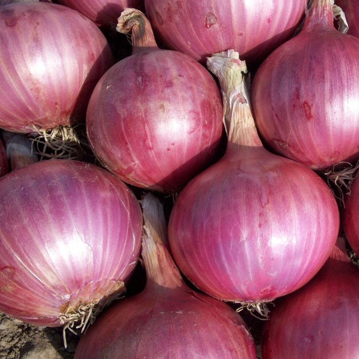 Cipolla di Tropea Rossa Tonda | ‎ Bestprato by Hortus